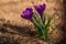 crocus- Spring growing flowers and nature that comes alive