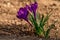 crocus- Spring growing flowers and nature that comes alive