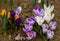 crocus- Spring growing flowers and nature that comes alive