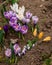 crocus- Spring growing flowers and nature that comes alive