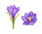 Crocus Springtime Flowers, Blooming Purple Buds