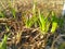 Crocus sprouts broke out from the ground in early spring