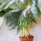 Crocus sprouts in the pot on selective background of green leaves.