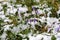 Crocus sprouts in snowy garden nature details in winter