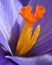 Crocus Stamen and Pistil