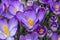 Crocus tommasiianus `Pictus`