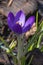 Crocus tommasiianus `Whitewell Purple`