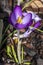 Crocus tommasiianus `Whitewell Purple`