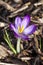 Crocus tommasinianus `Barr`s Purple`