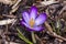 Crocus tommasinianus `Barr`s Purple`