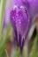 Crocus tommasinianus Barr’s Purple, purple-lilac flowers in morning dew