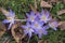 Crocus tommasinianus pale violet and bright orange flowering plant, early woodland flowers in bloom