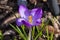 Crocus tommasinianus `Ruby Giant`