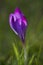 Crocus tommasinianus Ruby Giant in flower in springtime, United