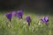 Crocus tommasinianus Ruby Giant in flower in springtime, United