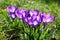 crocus vernus blooming and open flowers through which the sun shines violet glow photo in spring in march