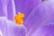 Crocus vernus flower petals and pistil