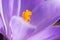 Crocus vernus flower petals and pistil