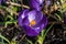 Crocus vernus `Flower Record`