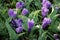 Crocus vernus Flower Record grown in the park.