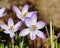 Crocus vernus, a group spring flowers