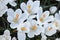 Crocus vernus Jeanne dArc, white flowers with light purple veins