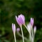 Crocus Vernus, natural flowers found in undergrowth of an alpine