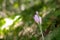 Crocus Vernus, natural flowers found in undergrowth of an alpine