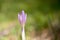 Crocus Vernus, natural flowers found in undergrowth of an alpine