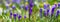 Crocus vernus - spring flower