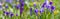 Crocus vernus - spring flower