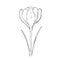 Crocus on a white background. Design for logo and wedding illustration. Black and white vector illustration.