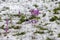 Crocus in a wide green pasture in Dolomites