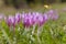 Crocus in a wide green pasture in Dolomites in a sunny day