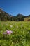 Crocus in a wide green pasture in Dolomites in a sunny day