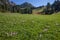 Crocus in a wide green pasture in Dolomites in a sunny day