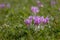 Crocus in a wide green pasture in Dolomites in a sunny day