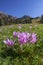 Crocus in a wide green pasture in Dolomites in a sunny day