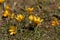 The crocus with yellow flowers Crocus ancyrensisgrows in its natural habitat