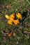Crocus yellow flowers in nature in danish capital Copenhagen