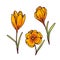 Crocus yellow flowers spring primroses set for design greeting card. Outline sketch illustration isolated on white