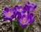 Crocuses