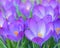 Crocuses