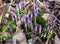 Crocuses awaken in spring in the garden