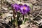 Crocuses and a bee