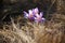 crocuses bloom among the dry grass