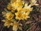 Crocuses bloom. Little yellow spring flowers