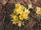 Crocuses bloom. Little yellow spring flowers