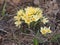 Crocuses bloom. Little yellow spring flowers