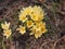 Crocuses bloom. Little yellow spring flowers